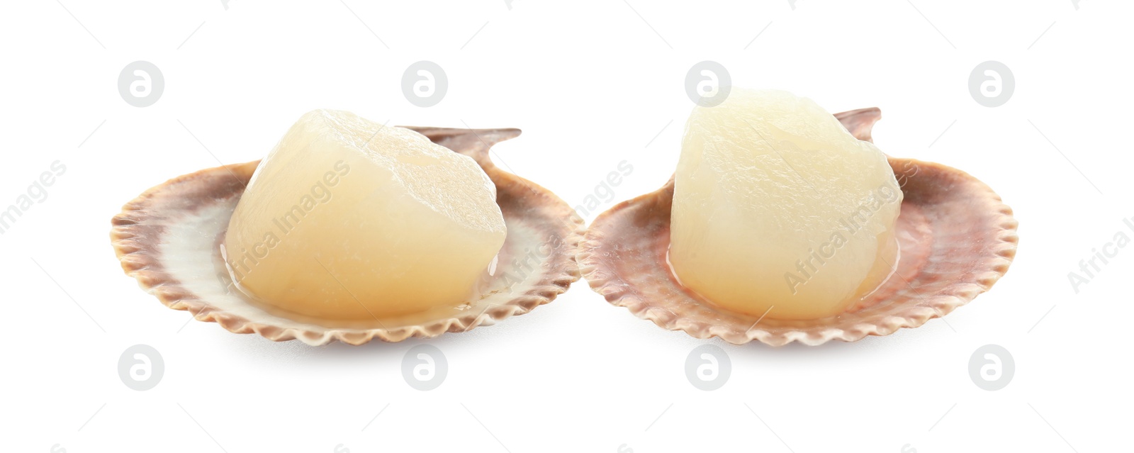 Photo of Fresh raw scallops in shells isolated on white