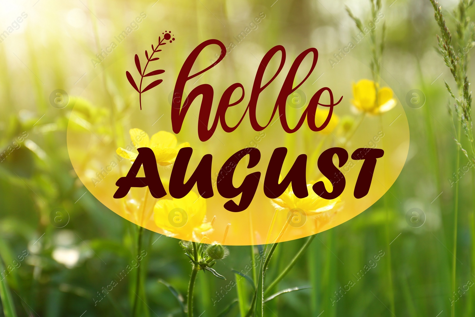 Image of Hello August. Beautiful yellow buttercup flowers growing in green grass outdoors