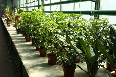 Photo of Many pots with beautiful green plants on table in greenhouse
