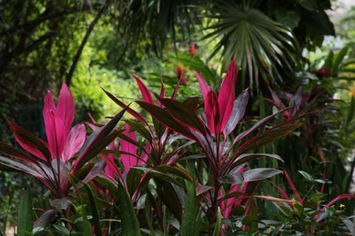 Beautiful cordyline shrubs and exotic plants with green leaves outdoors