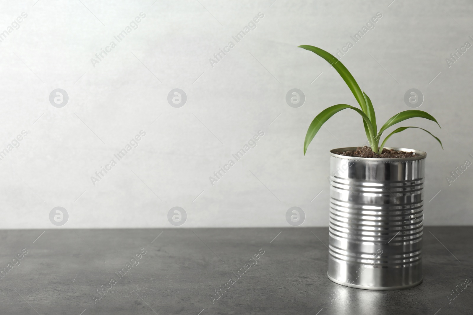 Photo of Chlorophytum plant in tin can on grey stone table. Space for text