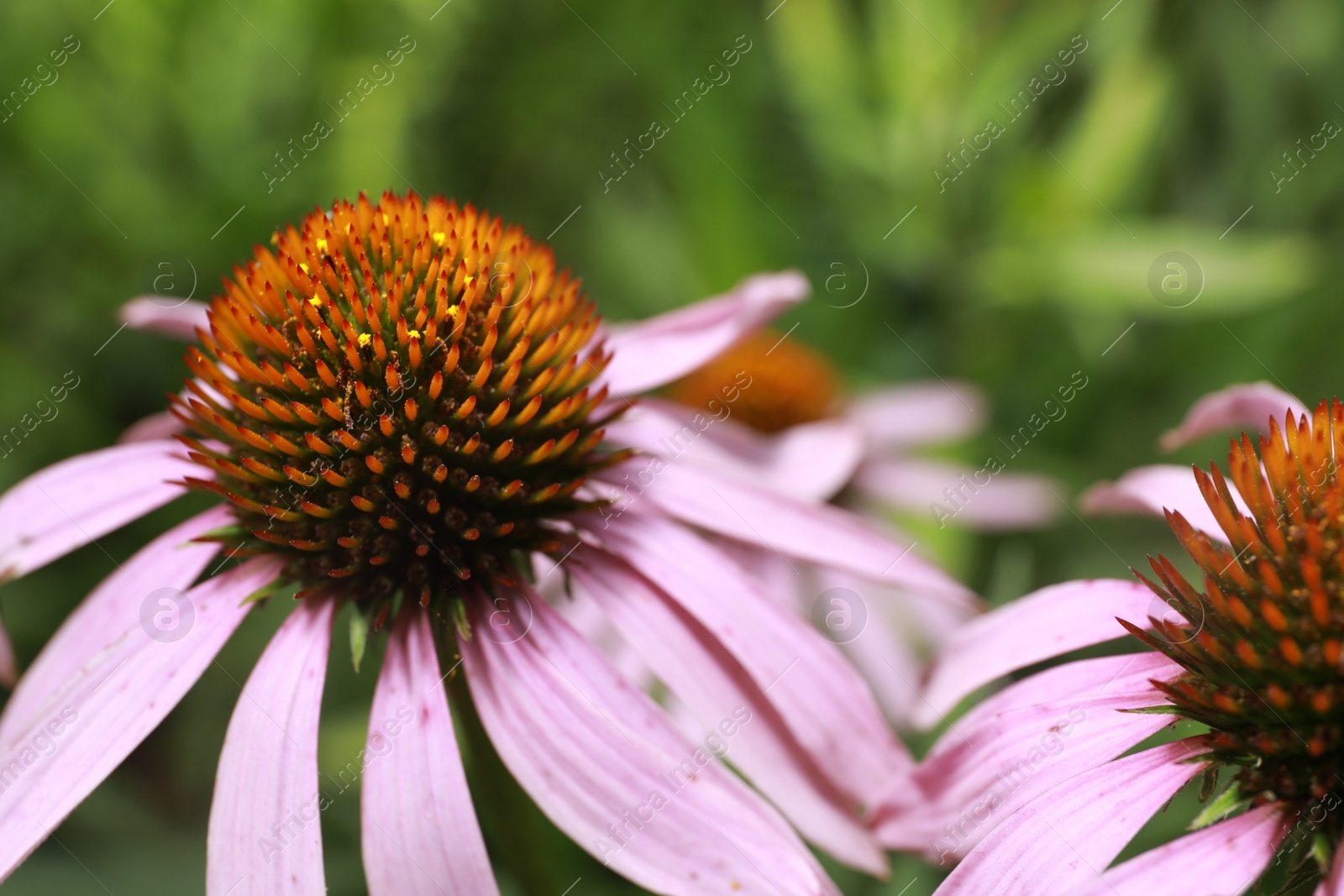 Photo of Beautiful pink Echinacea flowers on blurred background, closeup