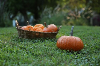 Whole ripe pumpkins on green grass outdoors, space for text