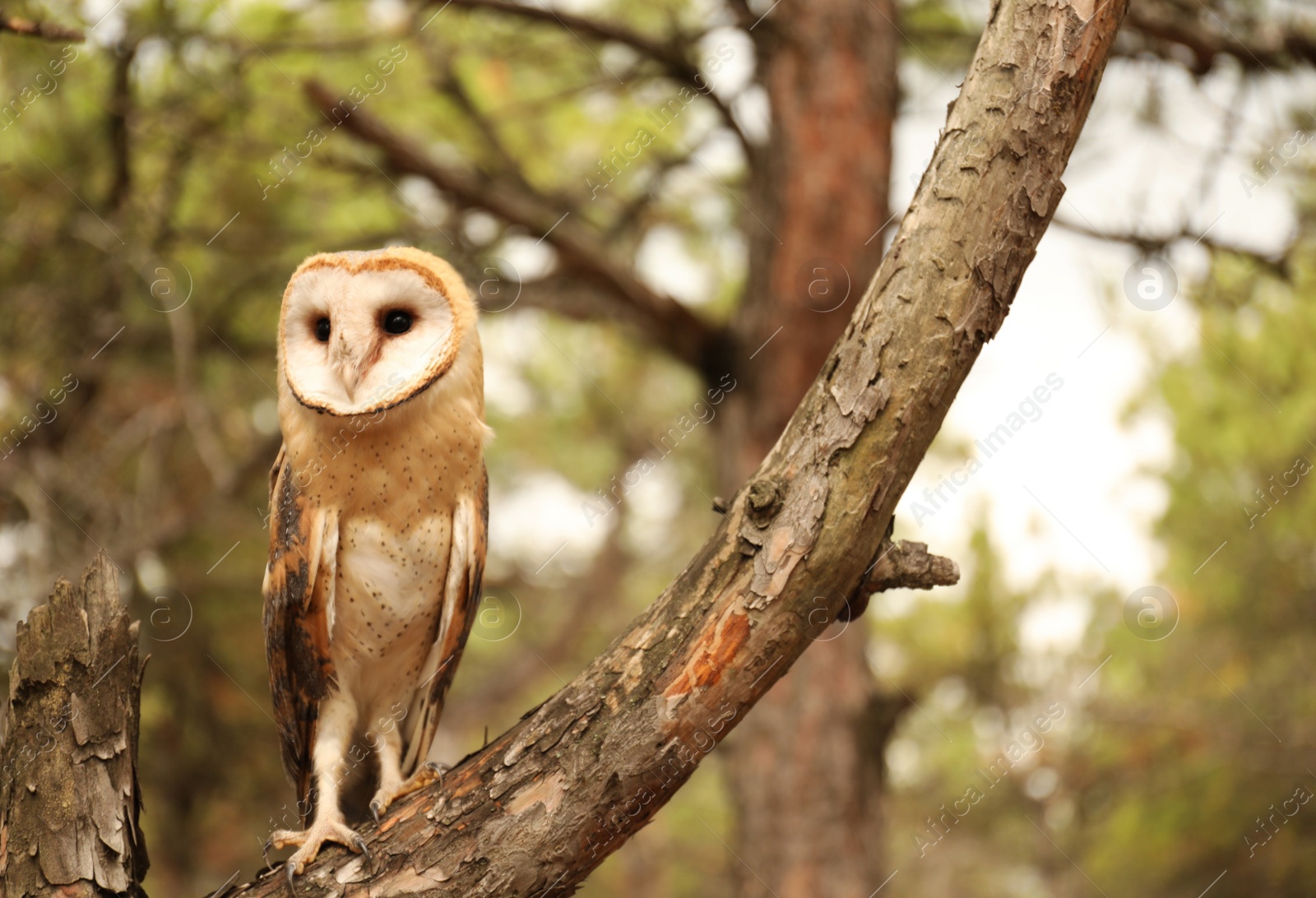 Photo of Beautiful common barn owl on tree outdoors