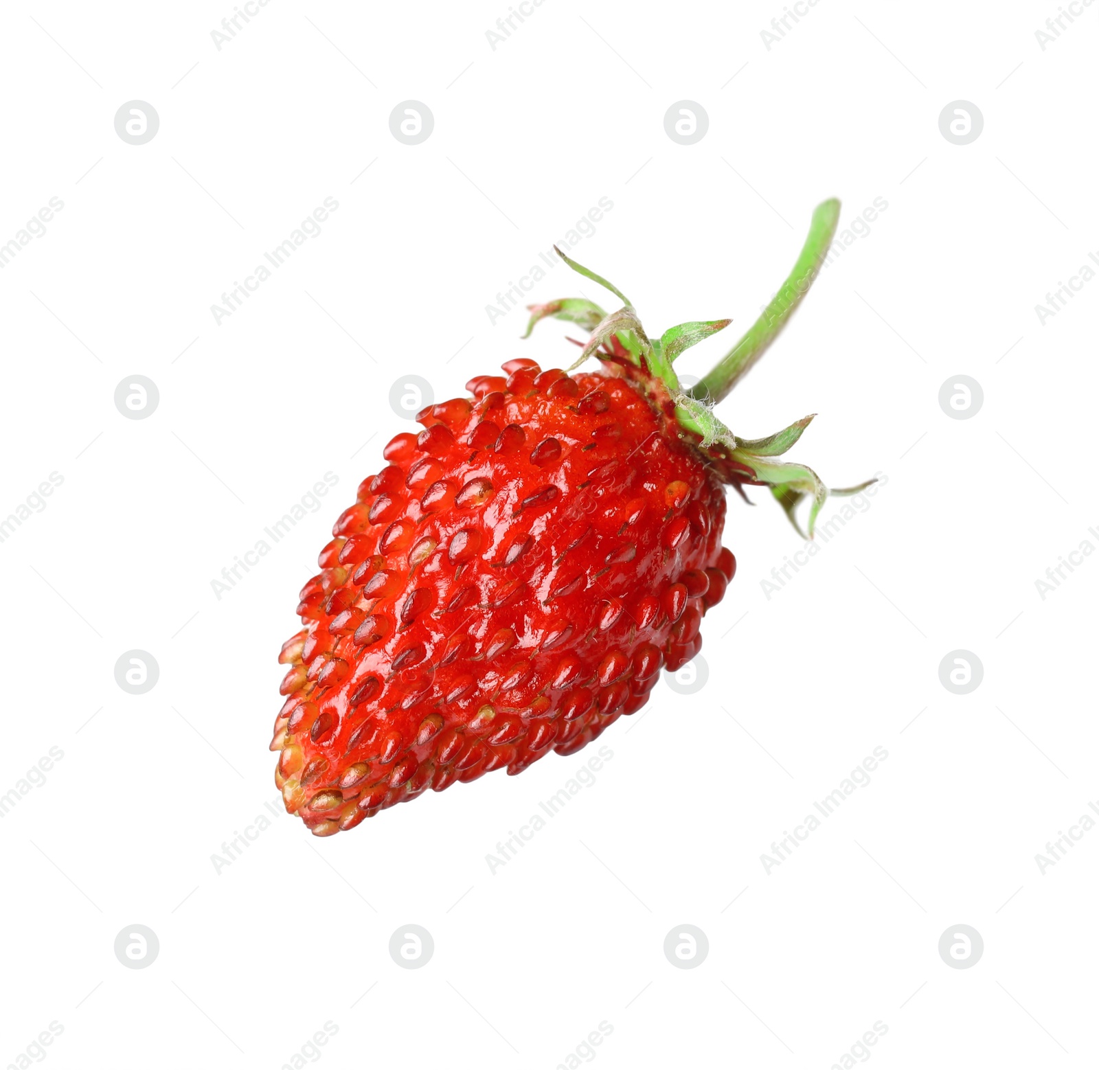 Photo of One ripe wild strawberry isolated on white