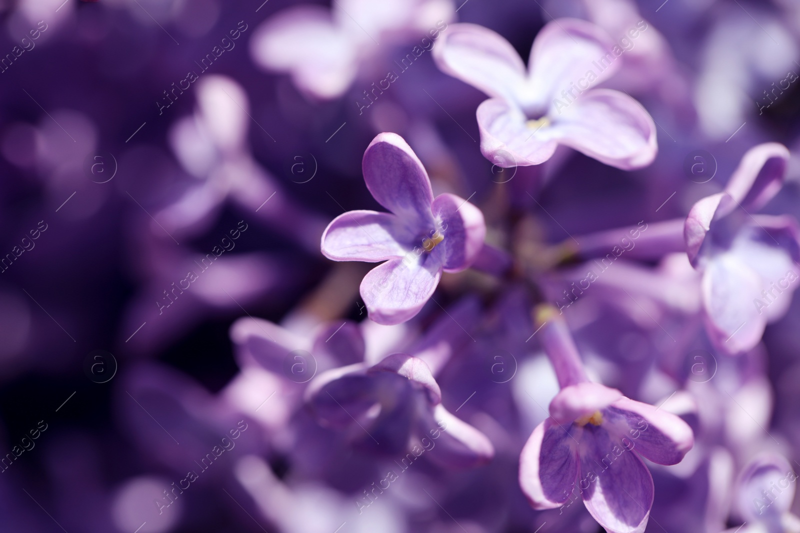 Photo of Closeup view of beautiful blooming lilac shrub outdoors