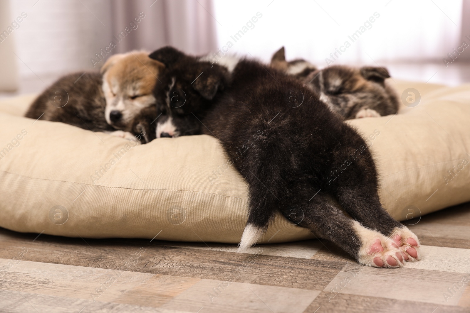 Photo of Akita inu puppies on pet pillow. Cute dogs