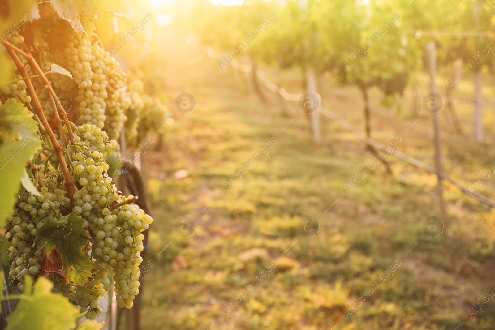 Photo of Delicious ripe grapes in vineyard. Harvest season