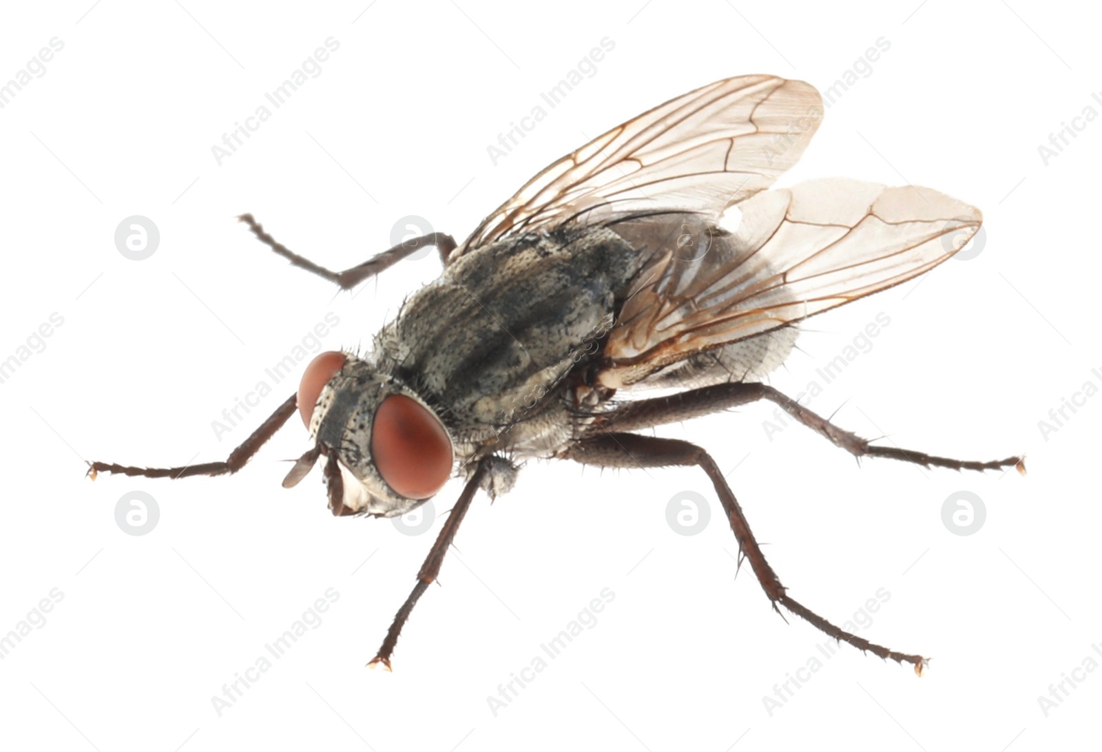 Photo of One common black fly on white background