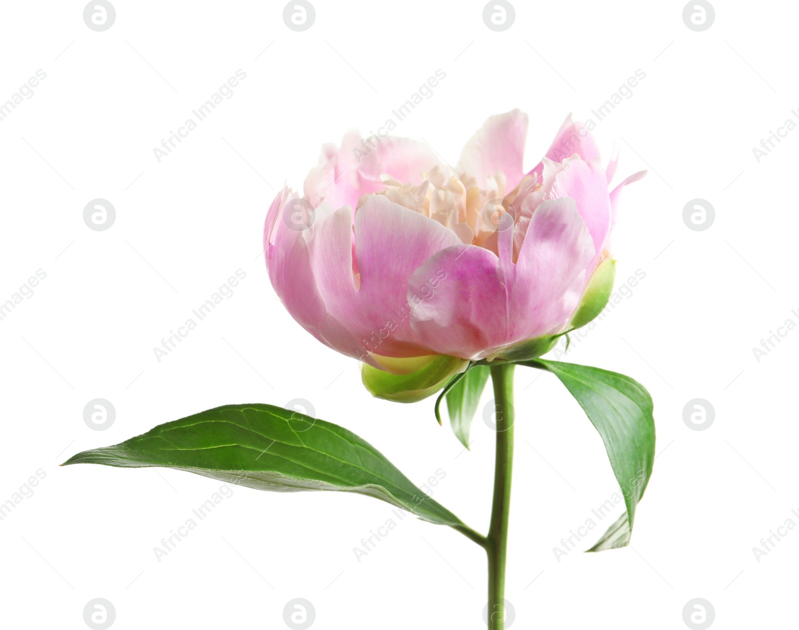 Photo of Beautiful fragrant peony flower on white  background