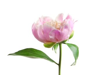 Beautiful fragrant peony flower on white  background