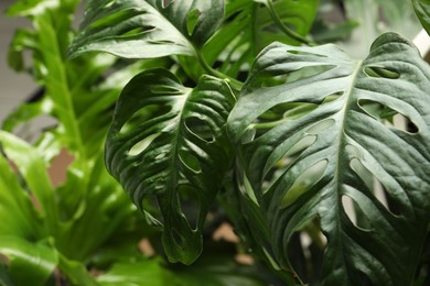 Monstera with lush leaves, closeup. Tropical plant