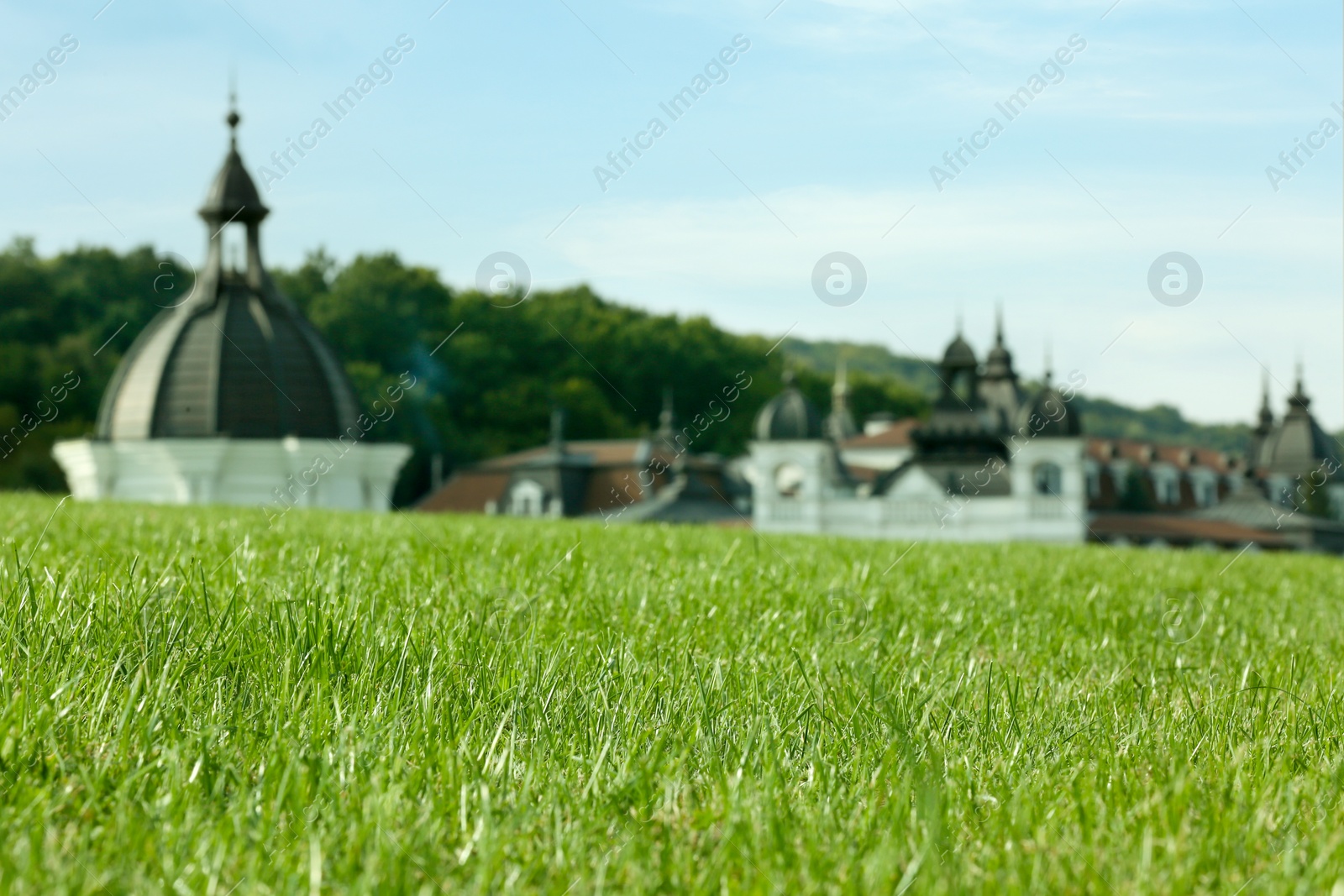 Photo of Beautiful meadow with bright green grass outdoors