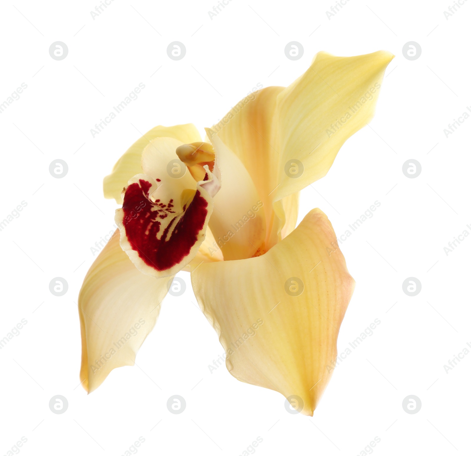 Photo of Beautiful tropical orchid flower on white background