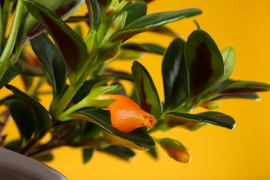 Photo of Beautiful potted Goldfish plant on yellow background, closeup
