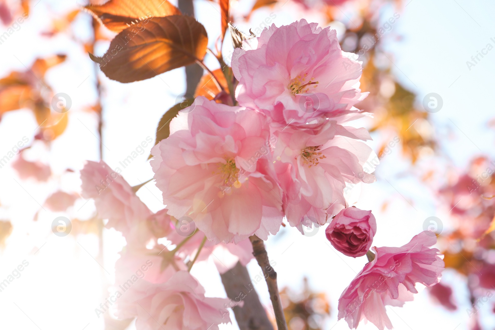 Photo of Closeup view of sakura tree with beautiful blossom outdoors. Japanese cherry