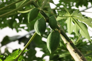 Unripe papaya fruits growing on tree in greenhouse