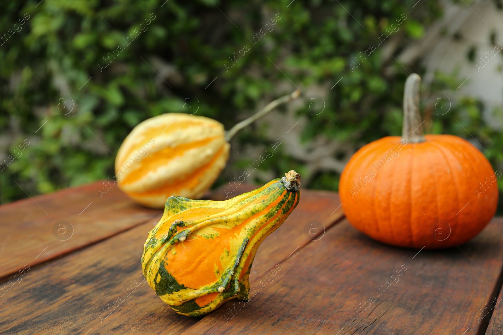 Photo of Fresh ripe pumpkins on wooden table outdoors