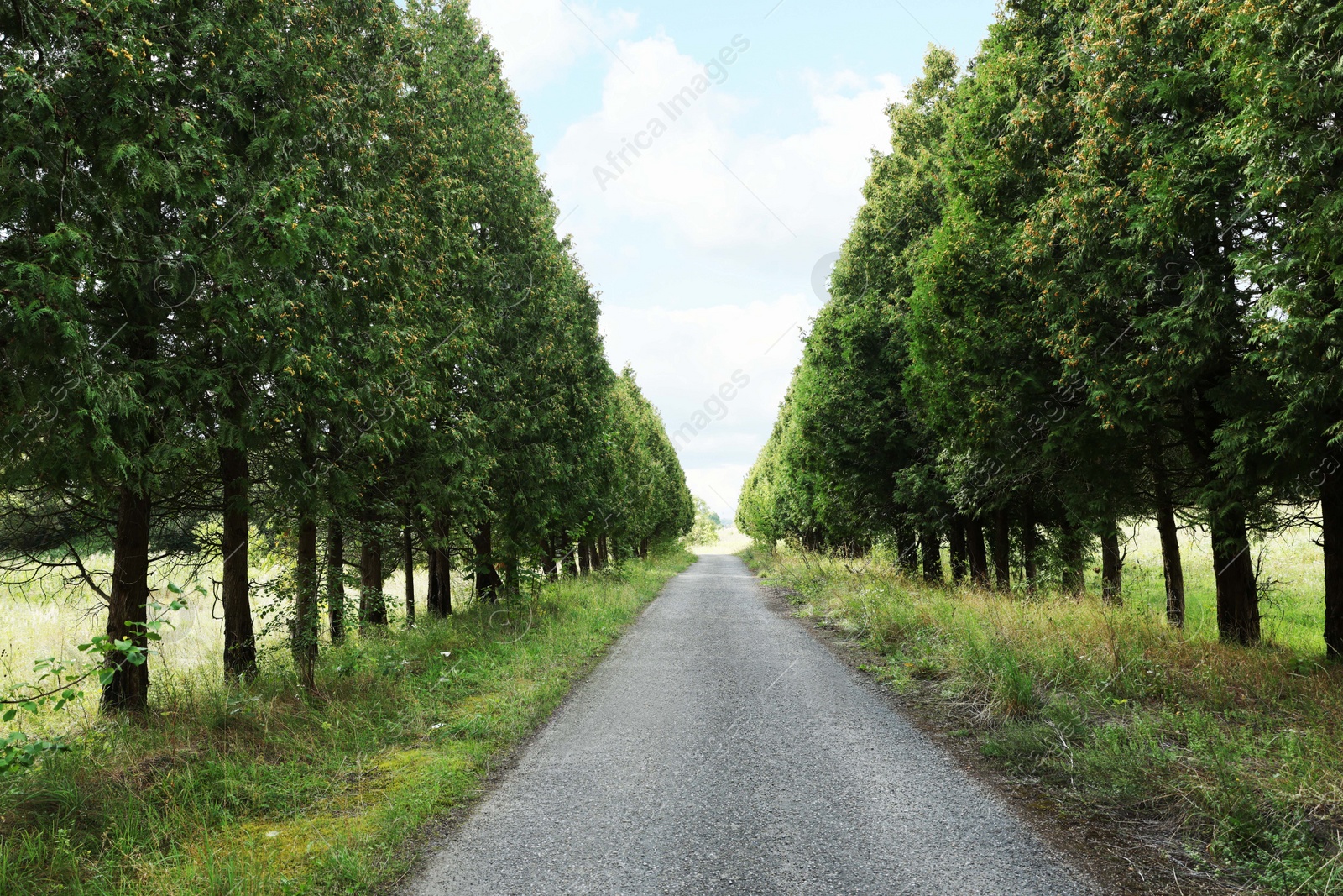 Photo of Picturesque view of asphalted road near trees in countryside