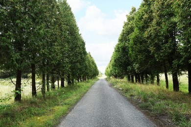 Picturesque view of asphalted road near trees in countryside