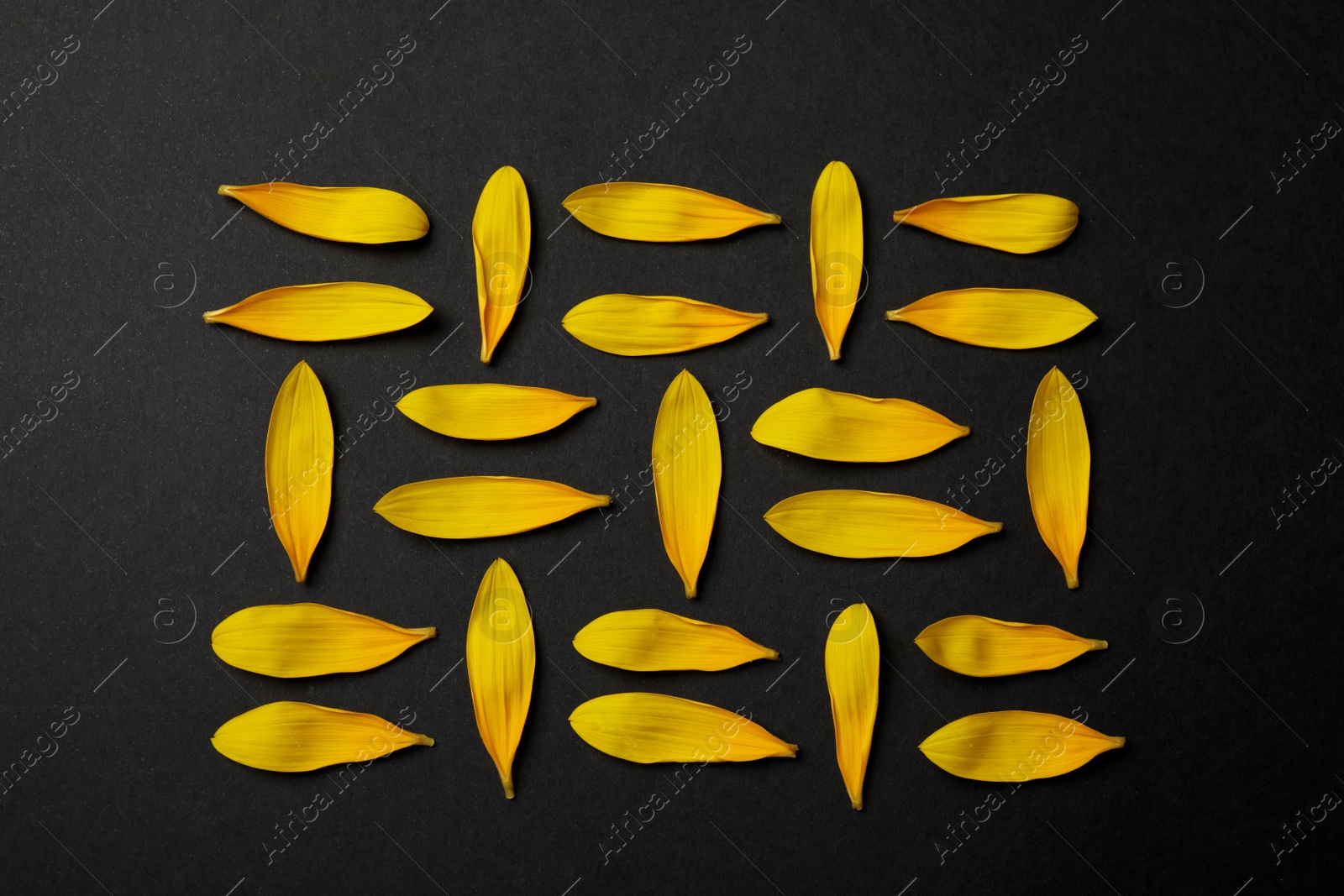 Photo of Fresh yellow sunflower petals on black background, flat lay