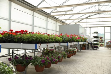 Photo of Different beautiful blooming potted plants in garden center
