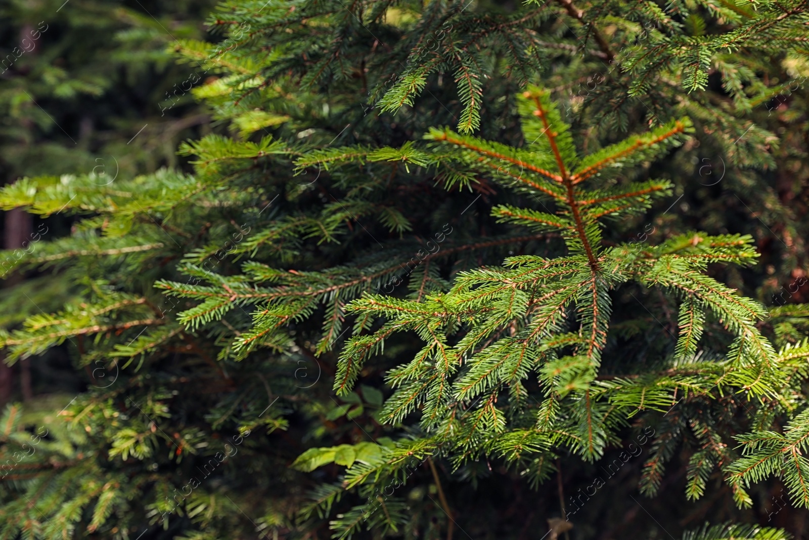 Photo of Beautiful fir with green branches in forest, closeup