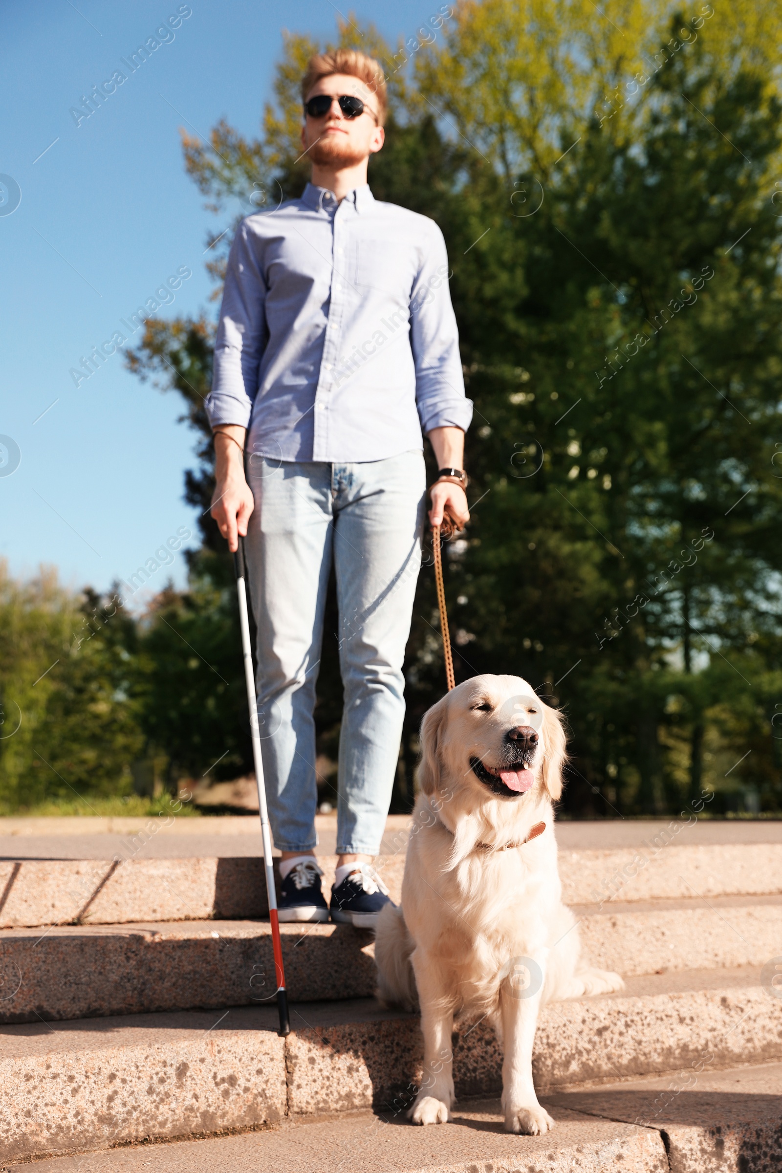 Photo of Guide dog helping blind person with long cane going down stairs outdoors