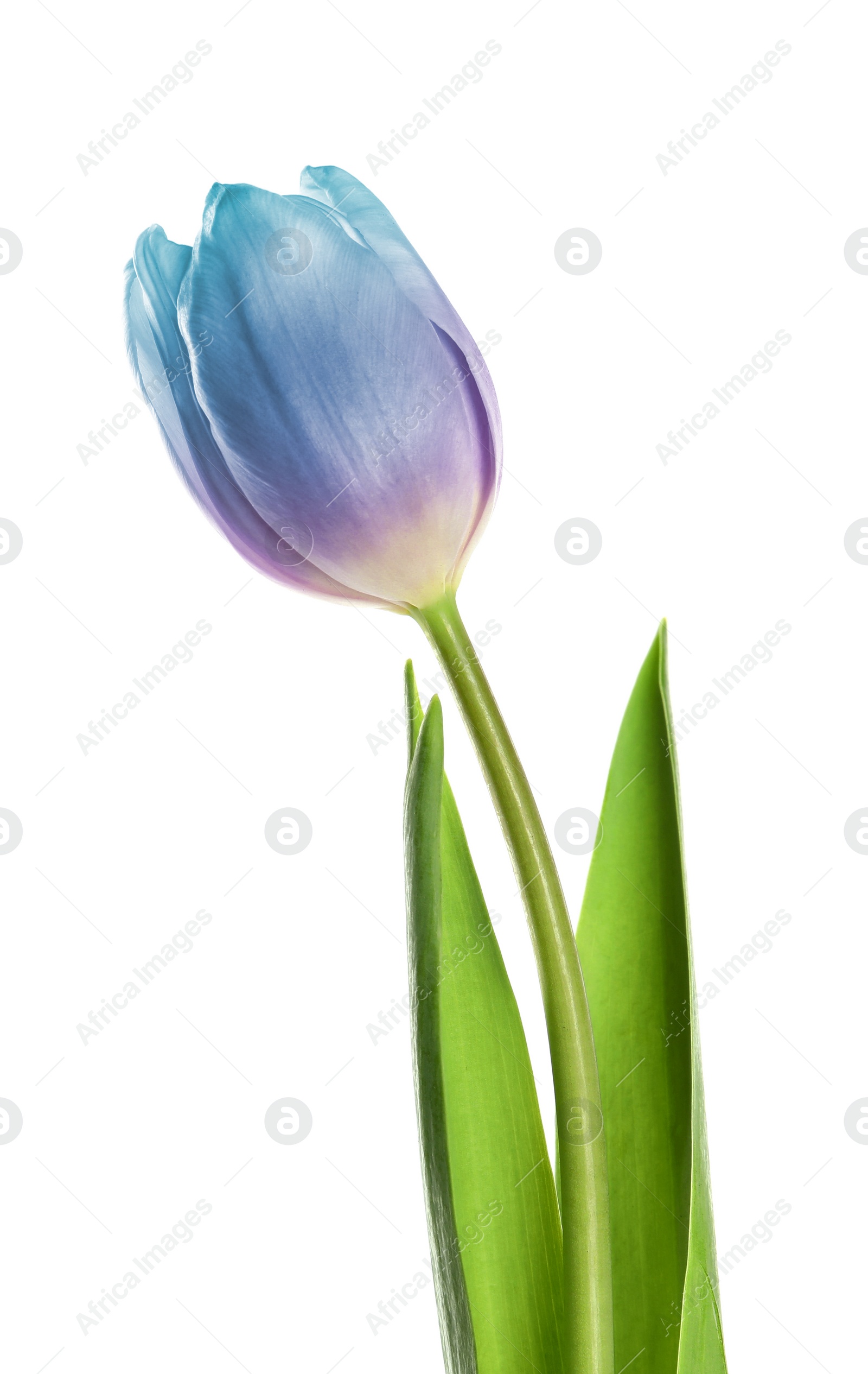 Image of Beautiful blue purple tulip isolated on white. Bright flower