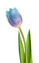 Image of Beautiful blue purple tulip isolated on white. Bright flower