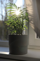 Photo of Beautiful houseplant on window sill indoors. Interior element