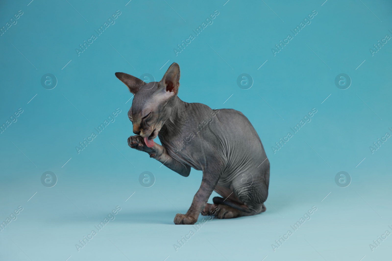 Photo of Adorable Sphynx kitten on light blue background. Baby animal