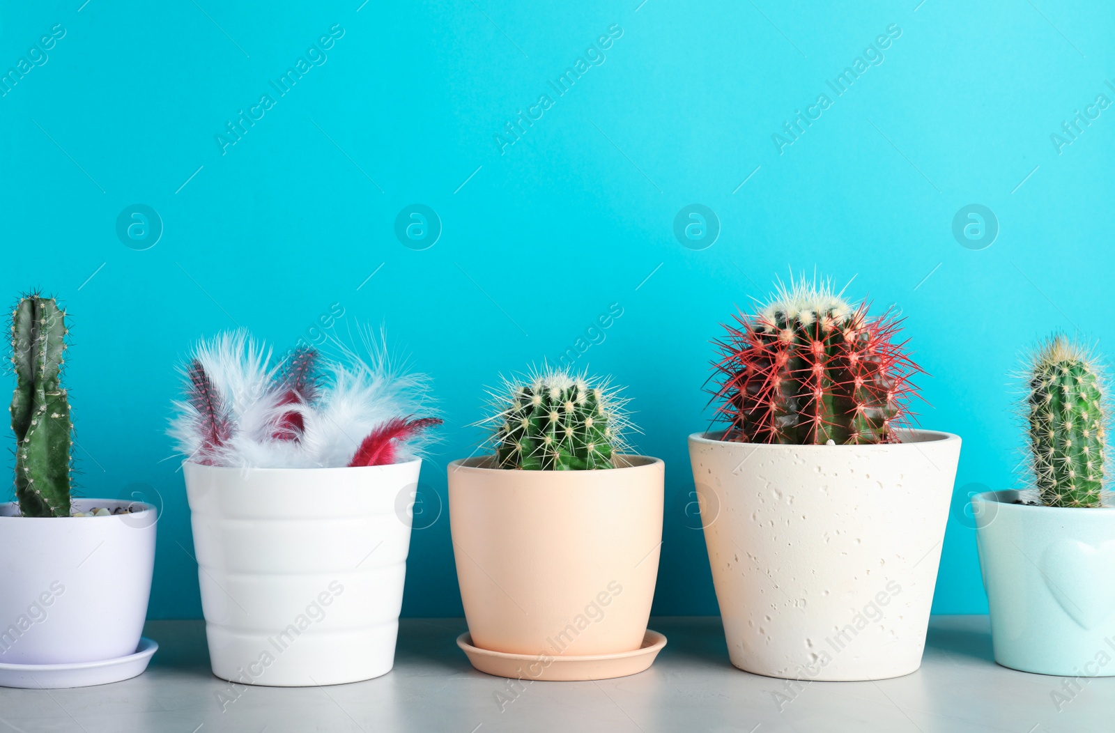 Photo of Pots with cacti and one with feathers on table against color background