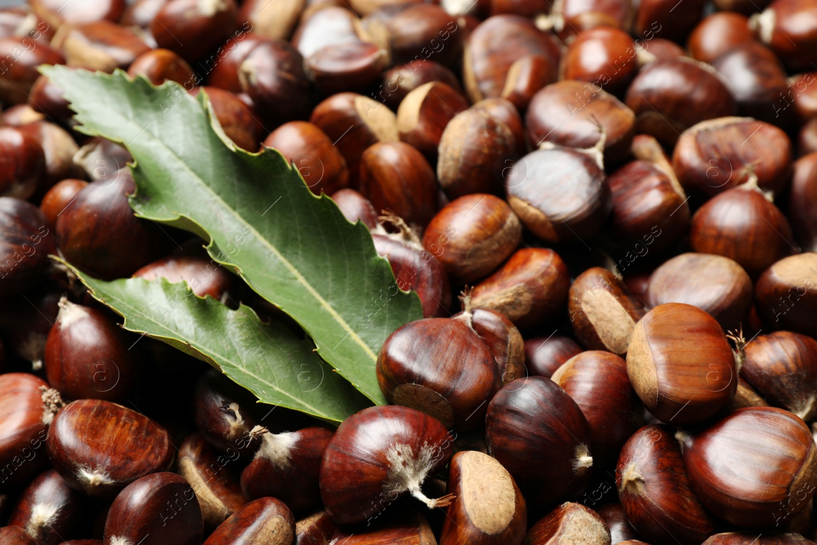 Photo of Fresh edible sweet chestnuts as background, closeup