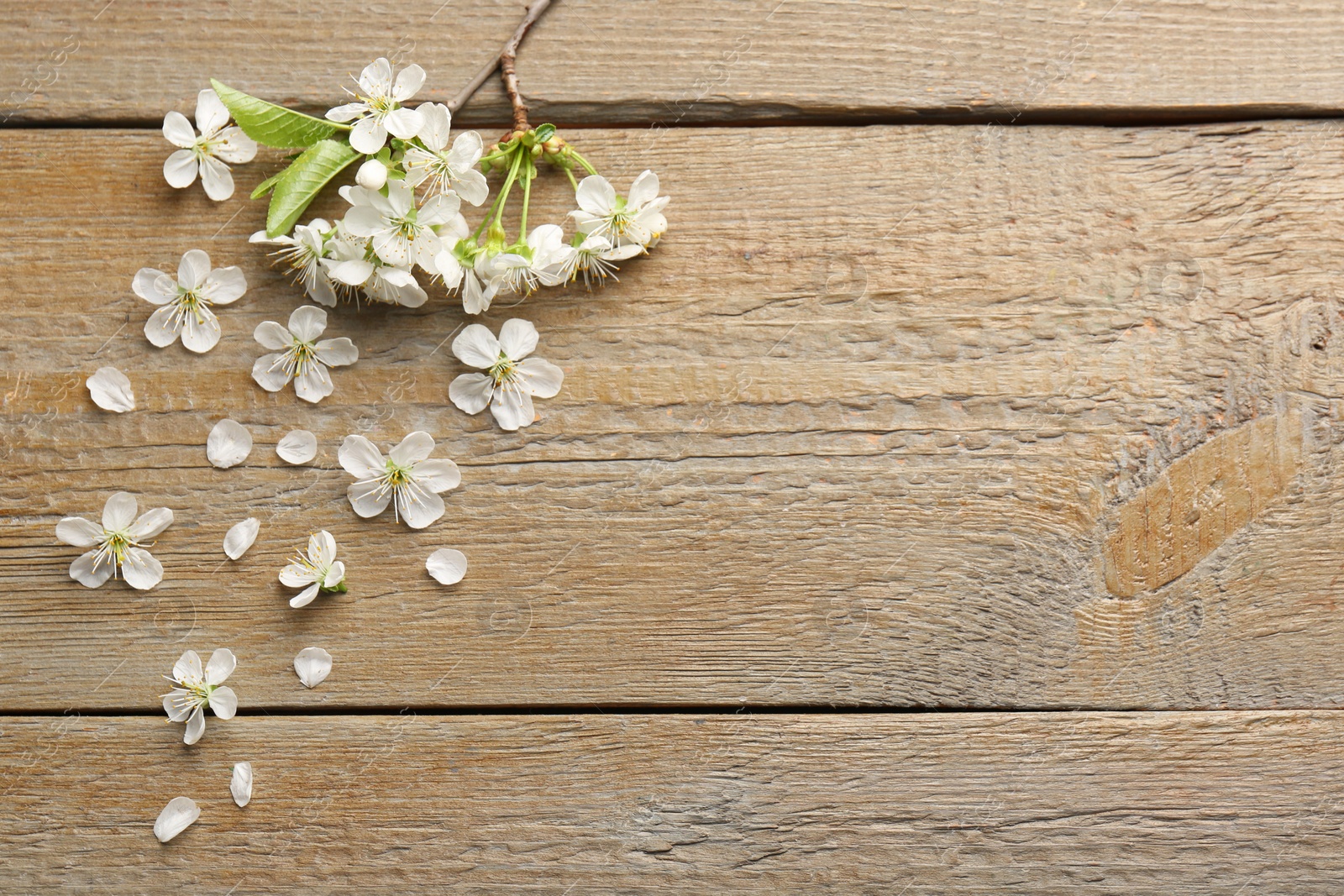 Photo of Spring branch with beautiful blossoms, petals and leaves on wooden table, flat lay. Space for text