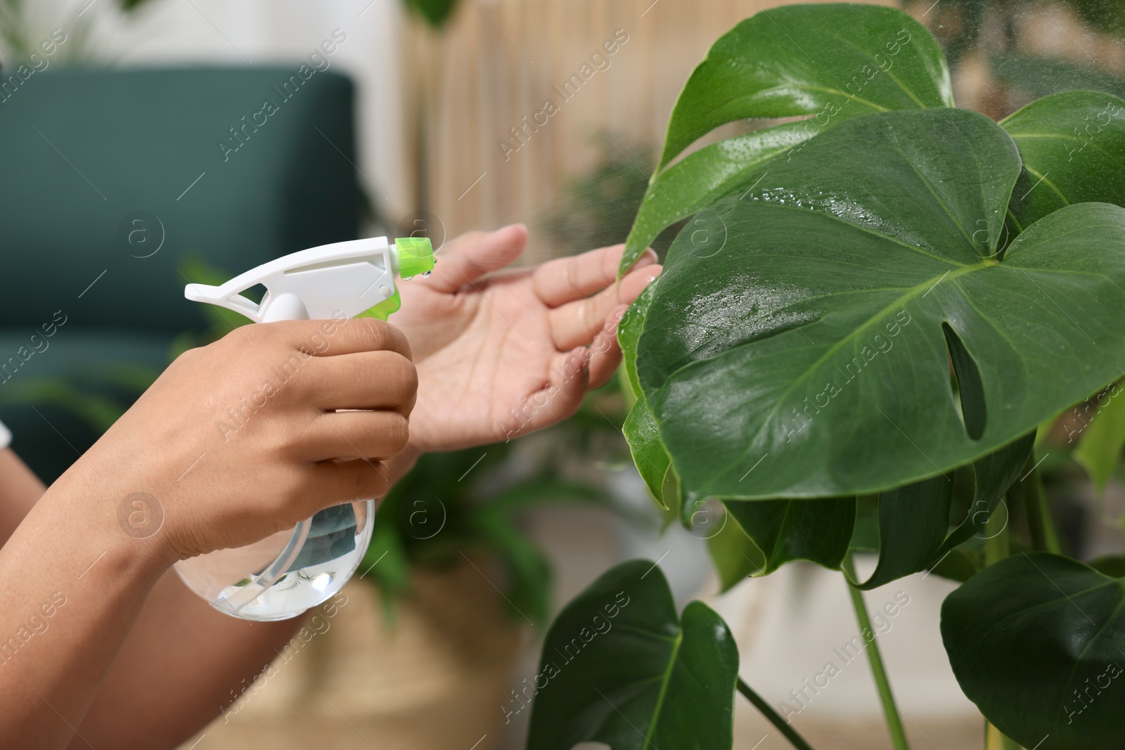 Photo of Houseplant care. Woman spraying beautiful monstera with water indoors, closeup