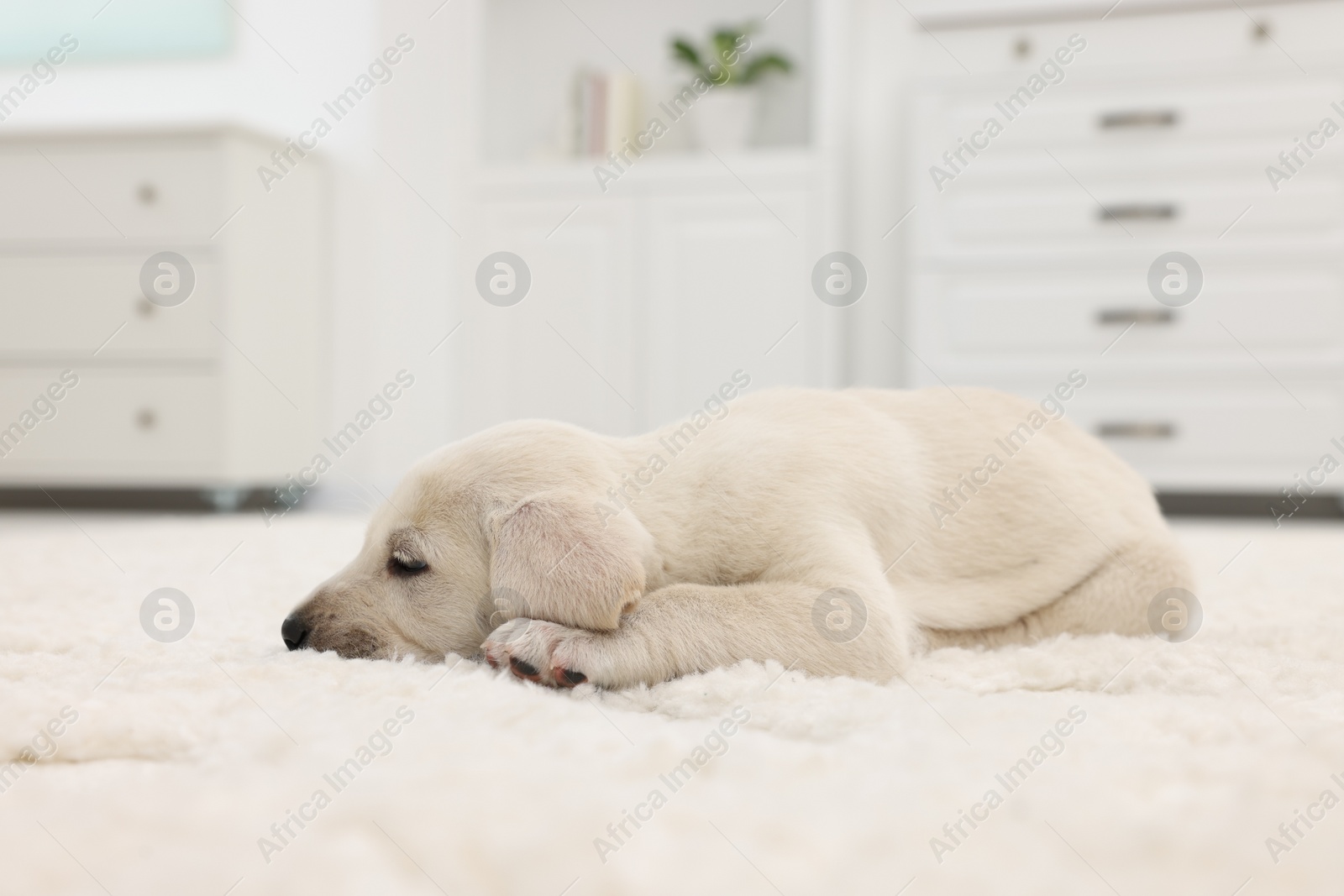 Photo of Cute little puppy lying on white carpet at home