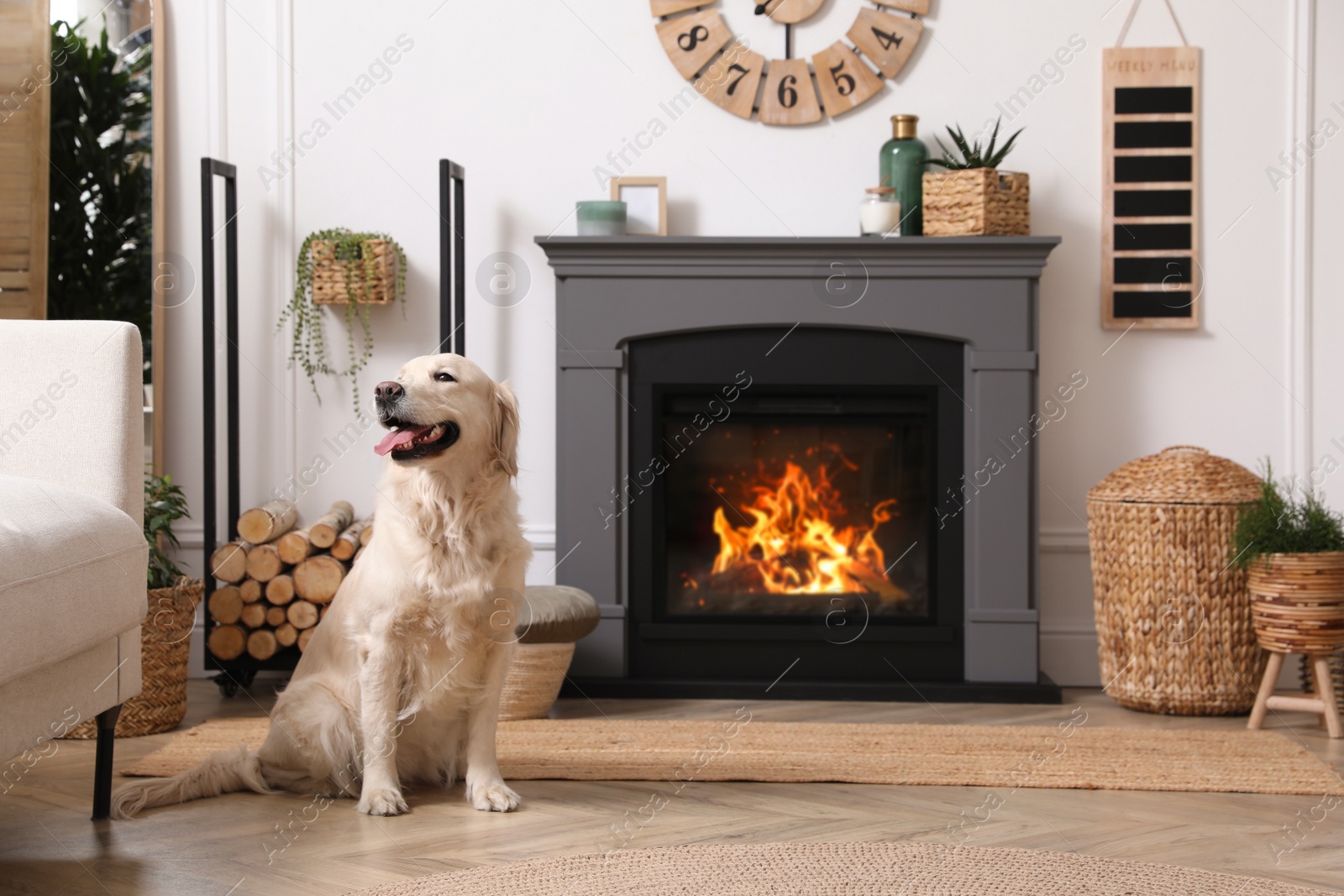 Photo of Adorable Golden Retriever dog on floor near electric fireplace indoors