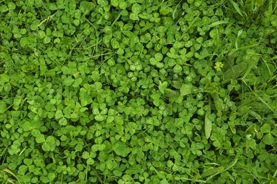 Photo of Beautiful green clover leaves and grass with water drops, top view