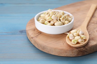 Photo of Sprouted kidney beans on light blue wooden table, closeup. Space for text
