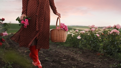 Photo of Woman with basket of roses in beautiful blooming field, closeup