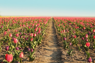 Photo of Field with fresh beautiful tulips. Blooming spring flowers