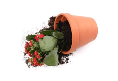 Overturned terracotta flower pot with soil and kalanchoe plant on white background, top view