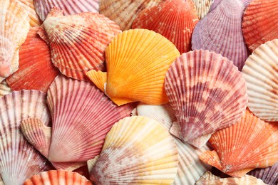 Photo of Top view of beautiful color seashells as background