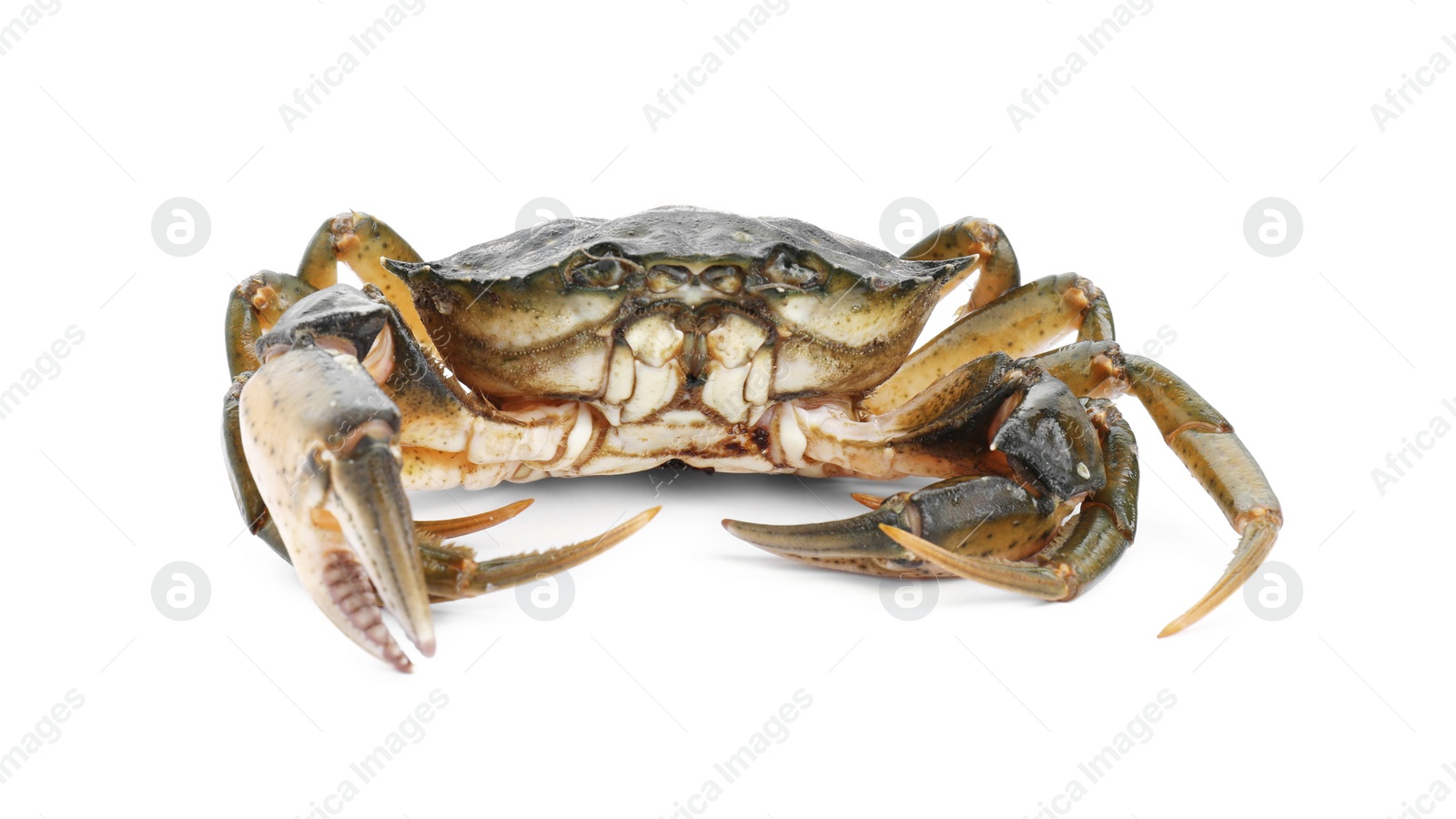 Photo of One fresh raw crab isolated on white