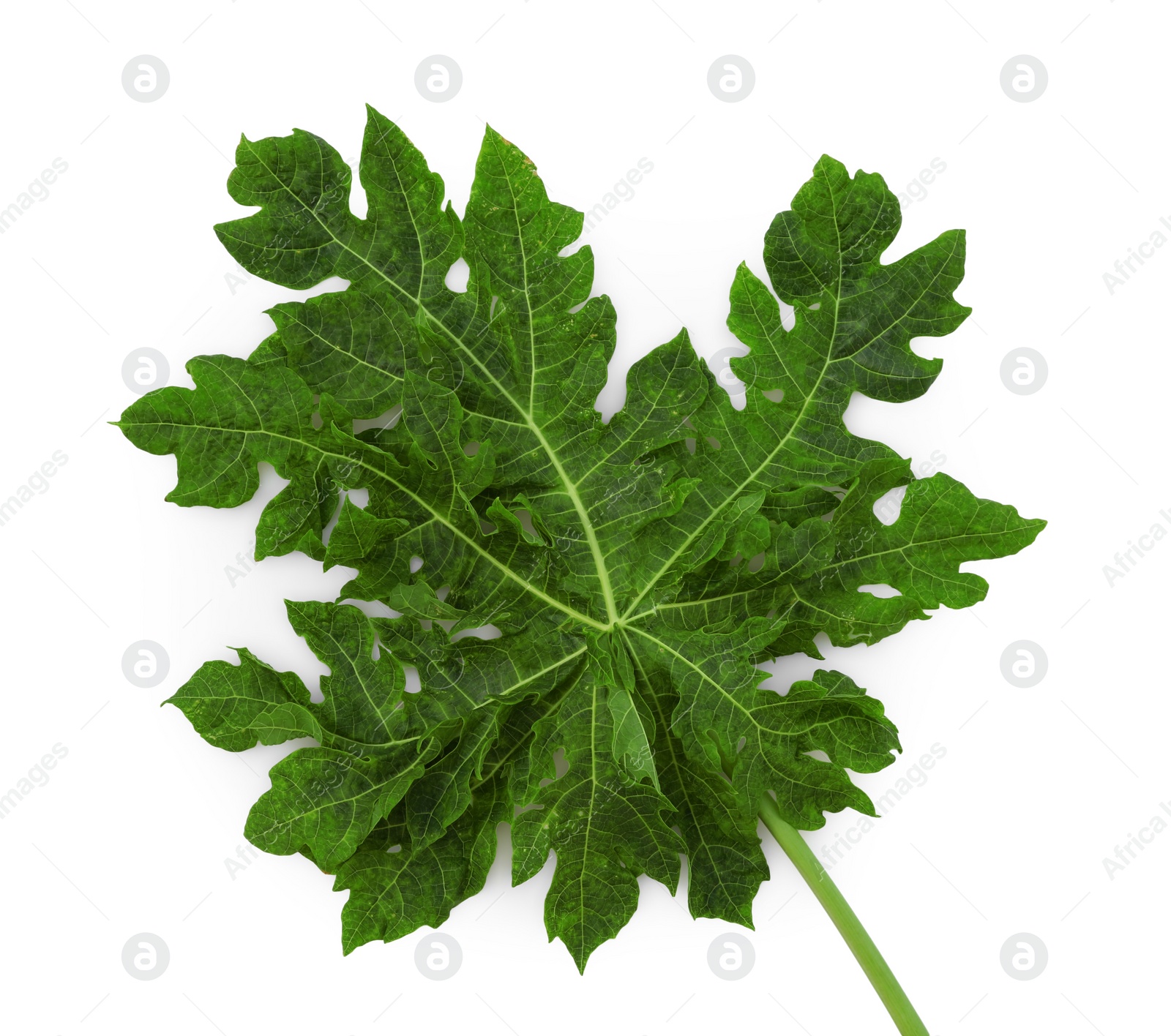 Photo of One papaya leaf isolated on white, top view