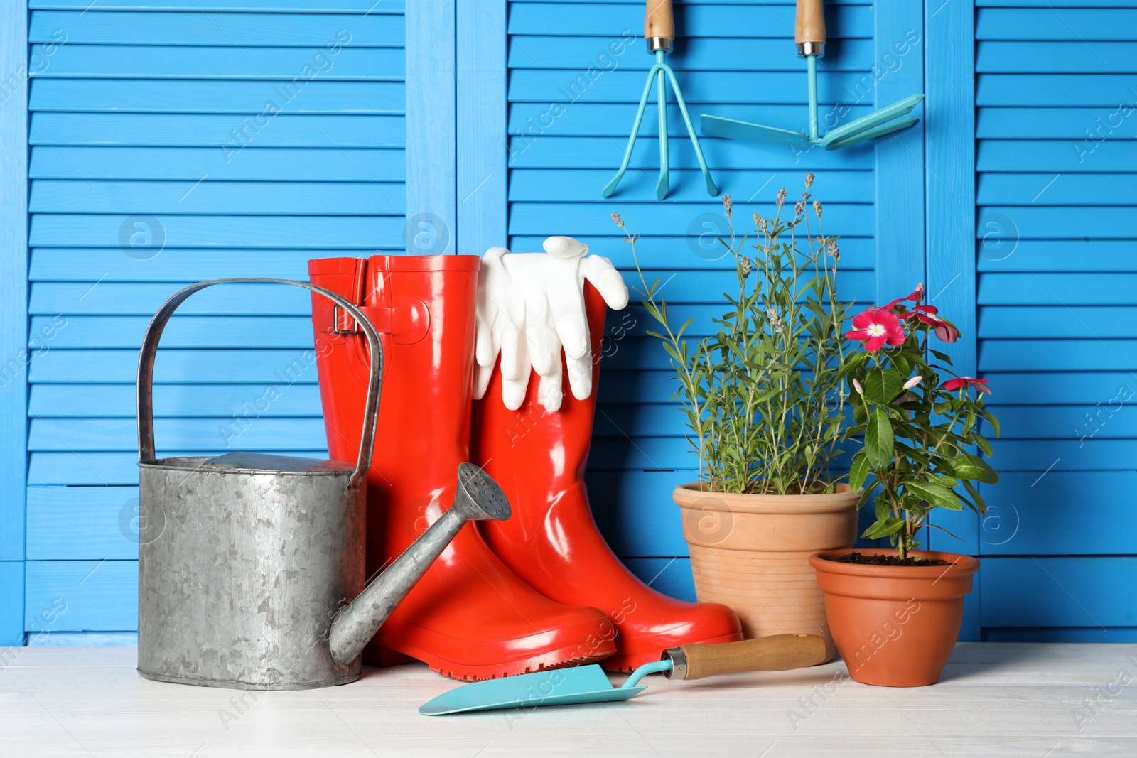 Photo of Beautiful flowers and gardening tools on white wooden table near light blue wall