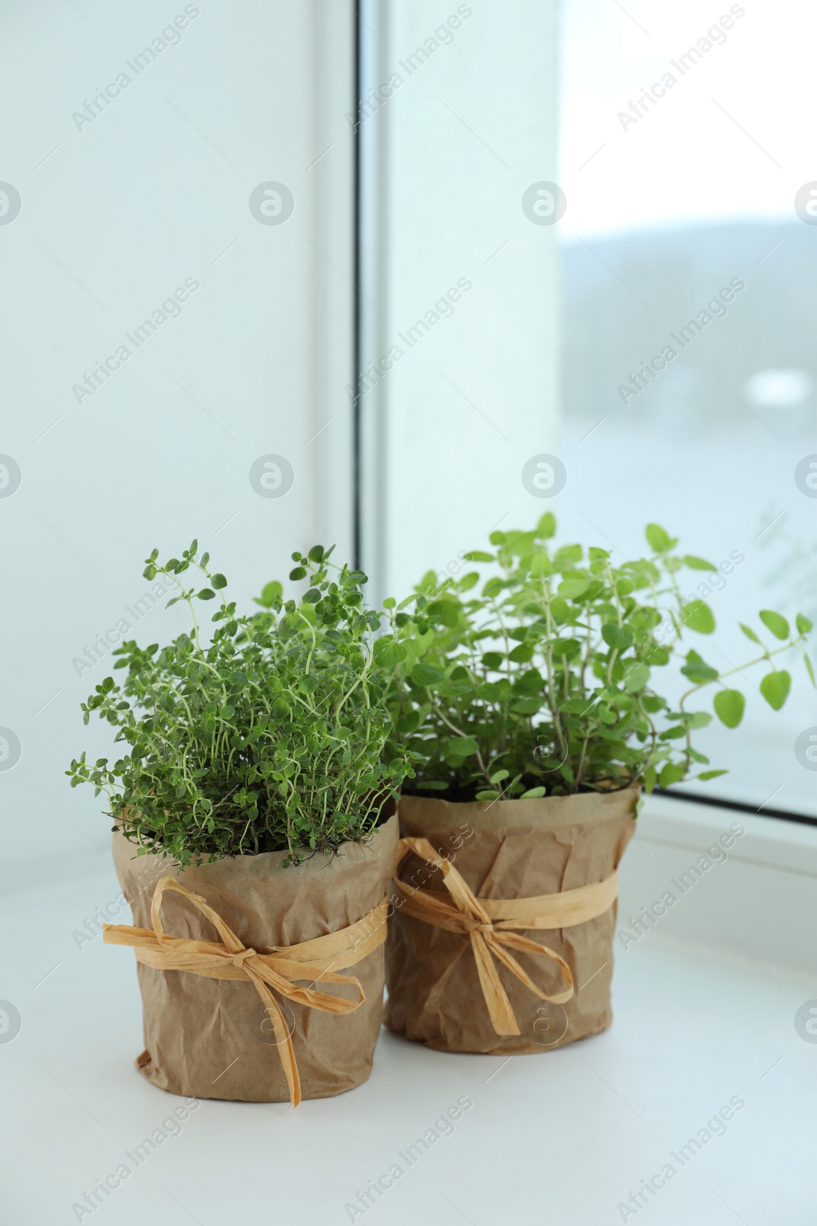 Photo of Different fresh potted herbs on windowsill indoors