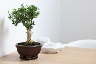 Photo of Beautiful bonsai tree in pot and decor elements on wooden table indoors, space for text