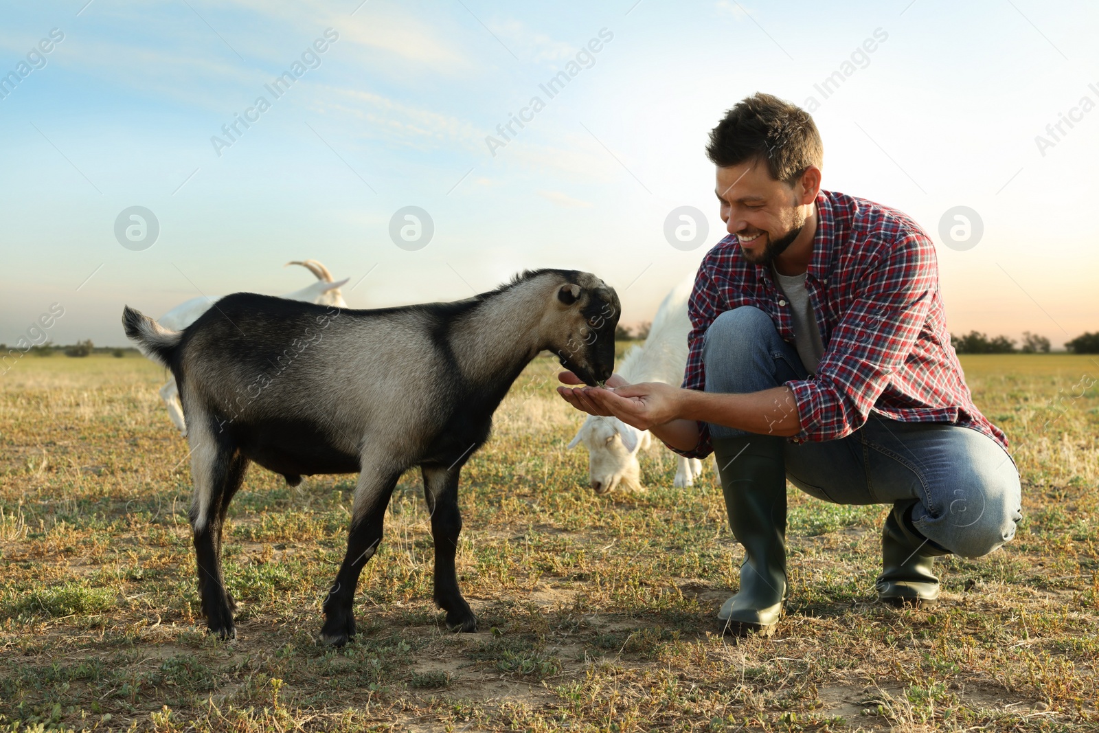 Photo of Man feeding goat at farm. Animal husbandry